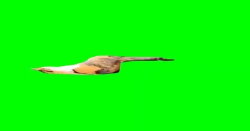 Cats Slap The Duck Green Screen Meme Download | Video & Audio Meme Video