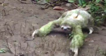 Lazy Mornings Just Waling Up Meme Download | Video & Audio Meme Video