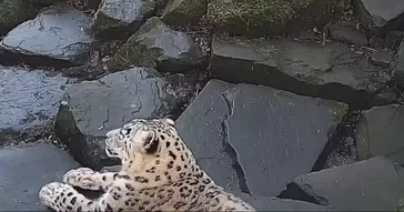 Leopard Suddenly Dancing Meme Video