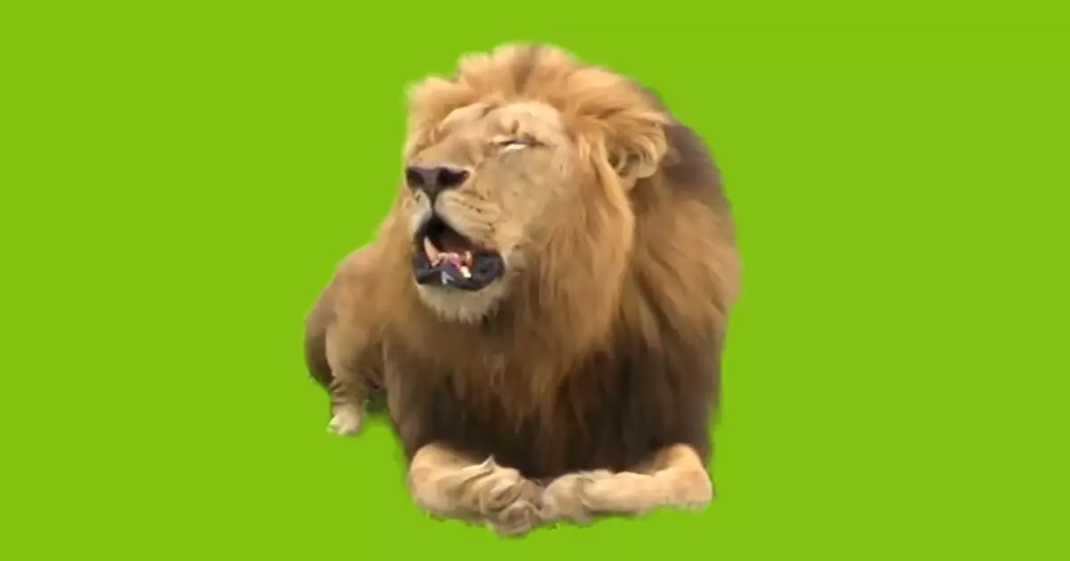 Lion Green Screen Video Meme Download Video