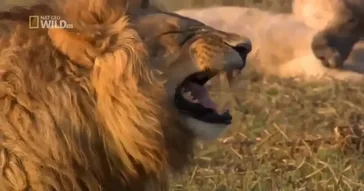 Seo Lion Talking Meme Download | Video & Audio Meme Video