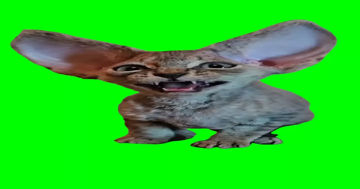 Littek With Big Ears Meowing Meme Download Video