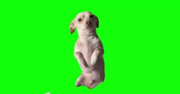 Dog Crying Green Screen Meme Download | Video & Audio Meme Video