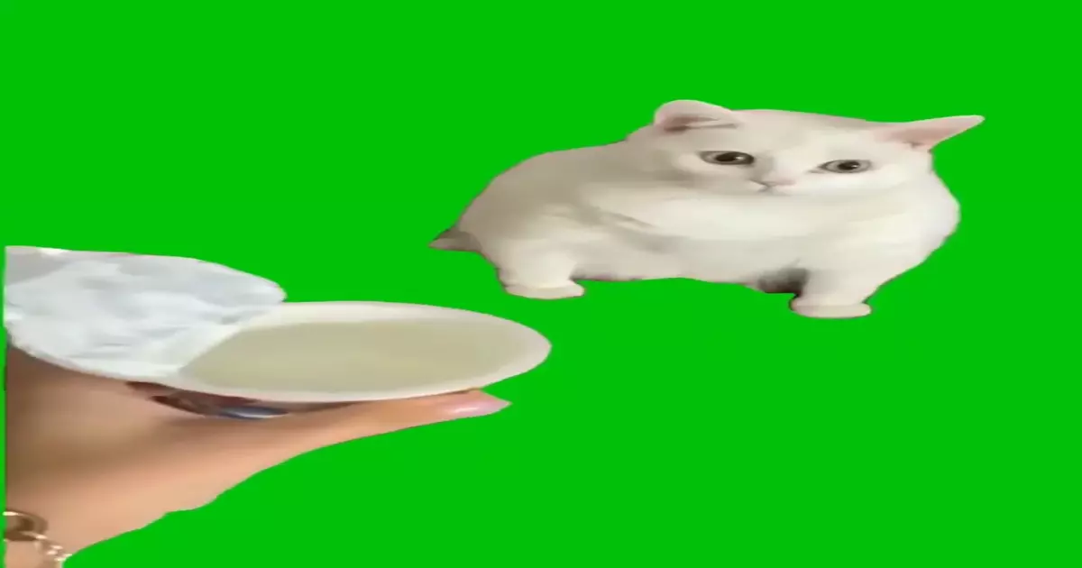 Loudest Cat Burp Meme Download Video