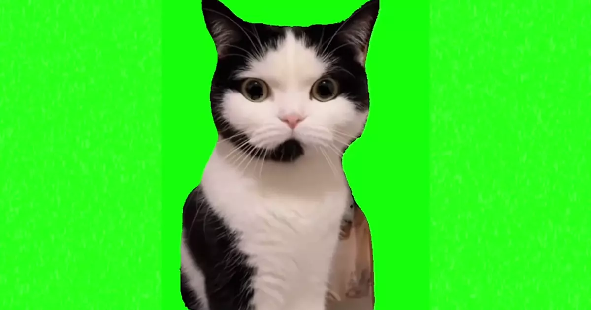 Mad Cat Waiting Meme Download Video