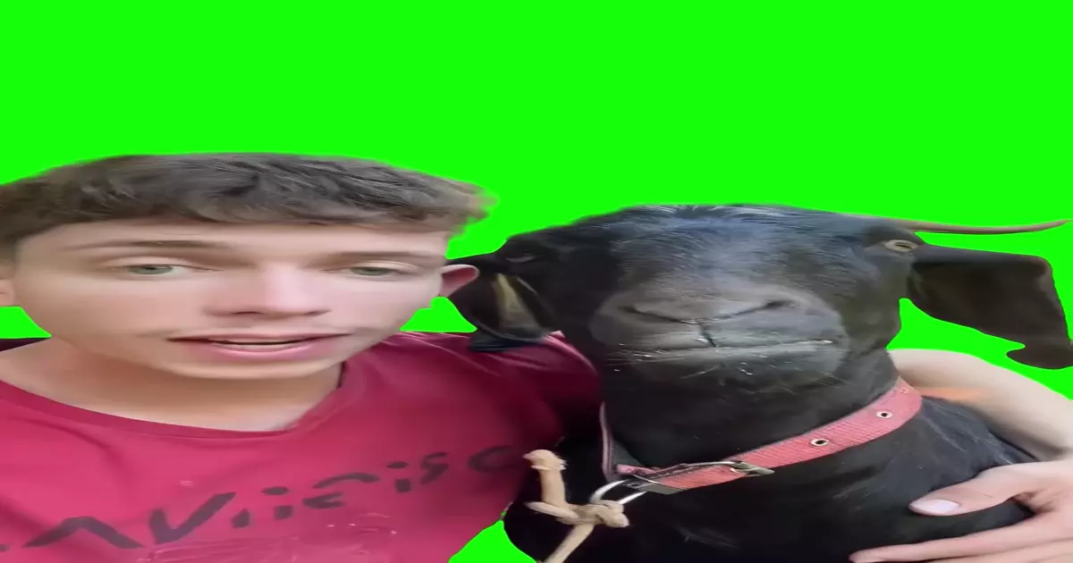 Man Singing To A Goat Green Screen Meme Download Video