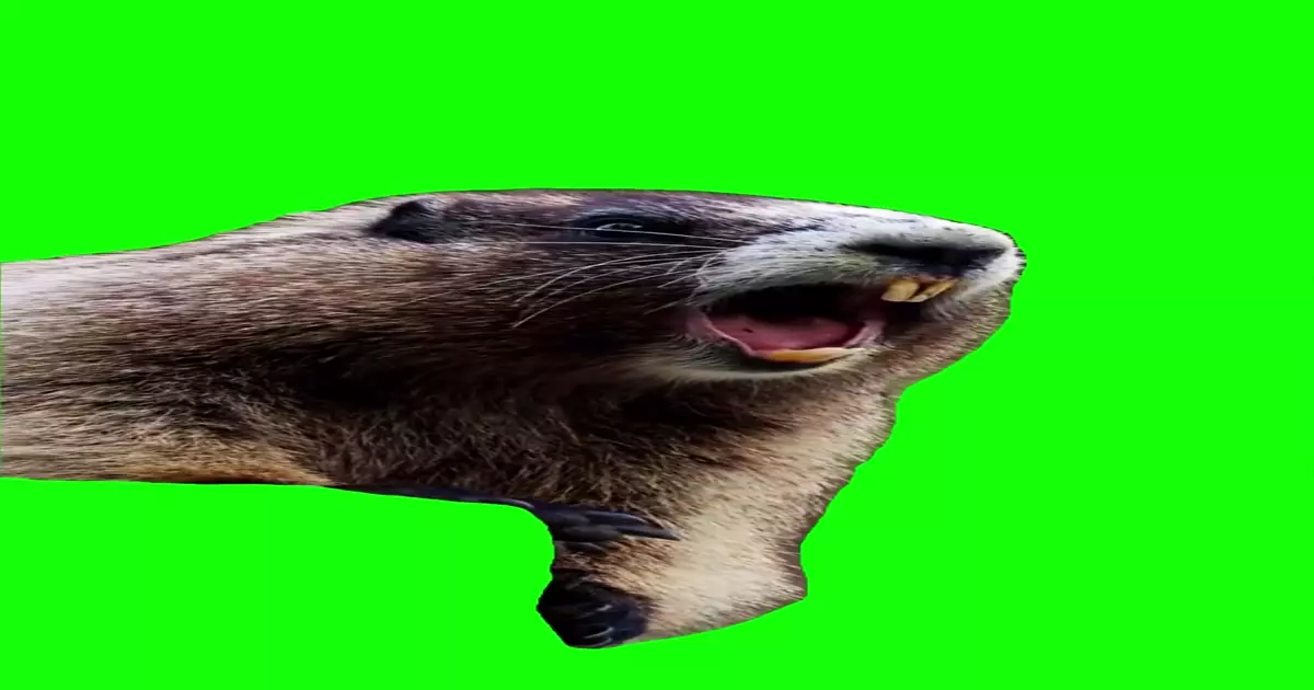 Marmot Screaming Natalia Meme Download Video