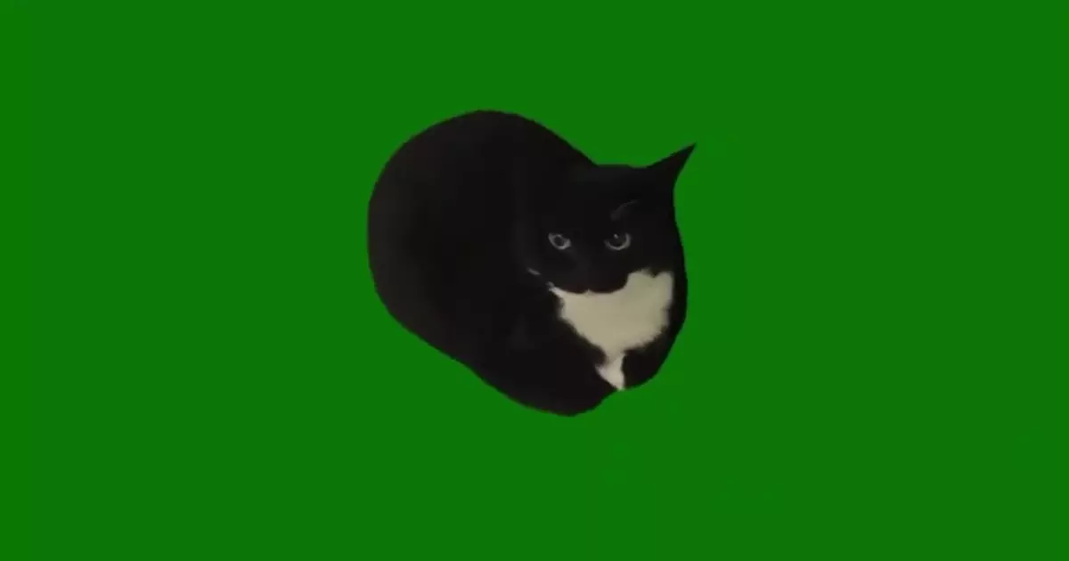 Maxwell The Cat Green Screen Meme Download Video