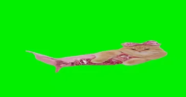Fairy Cat Green Screen Meme Download | Video & Audio Meme Video