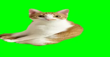 Guy Mocking Meme Download | Video & Audio Meme Video