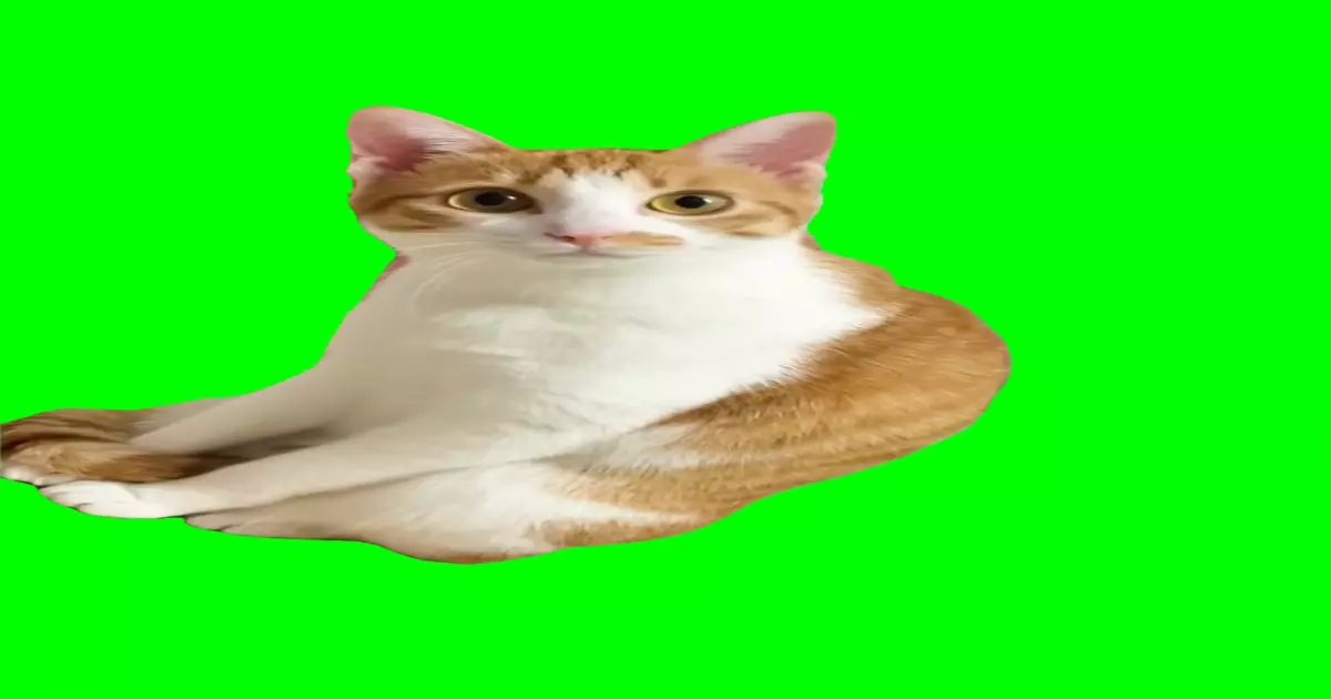 Mocking Cat Meme Download Video