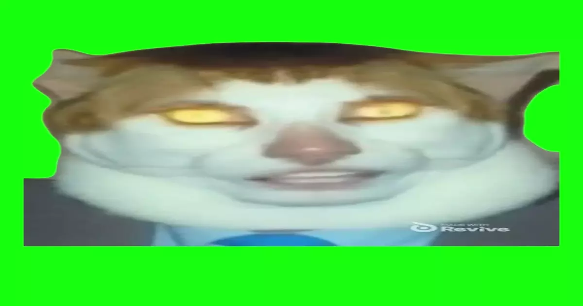 Monday Left Me Broken Cat Green Screen Meme Download Video