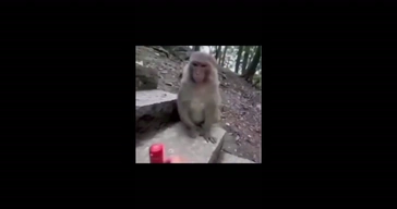 Monkey After Drinking Alcohol Video