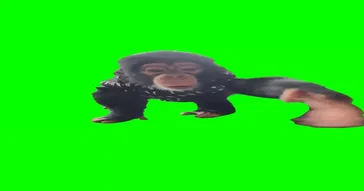 Monkey Begging Green Screen Meme Video