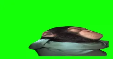 Monkey Blowing Raspberries Meme Download Monkey Blowing Raspberries Meme Download Video