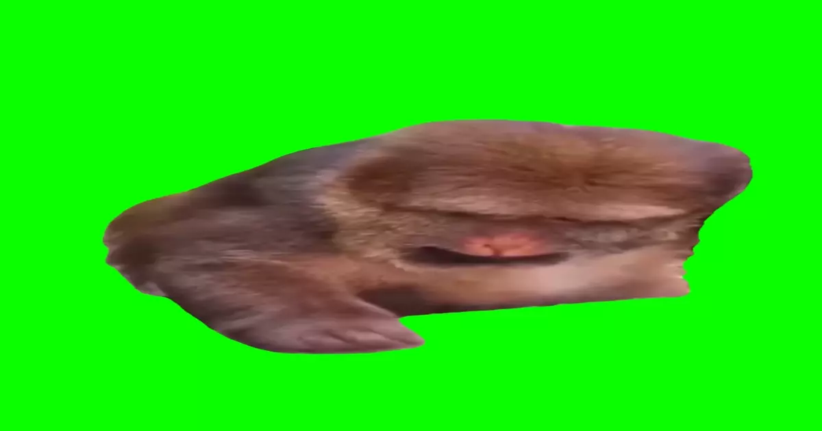 Monkey Counting Meme Download Video