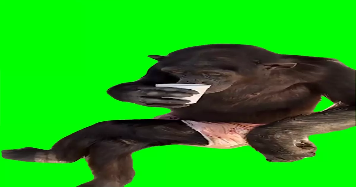 Monkey Drinks Coffee Green Screen Meme Download Video