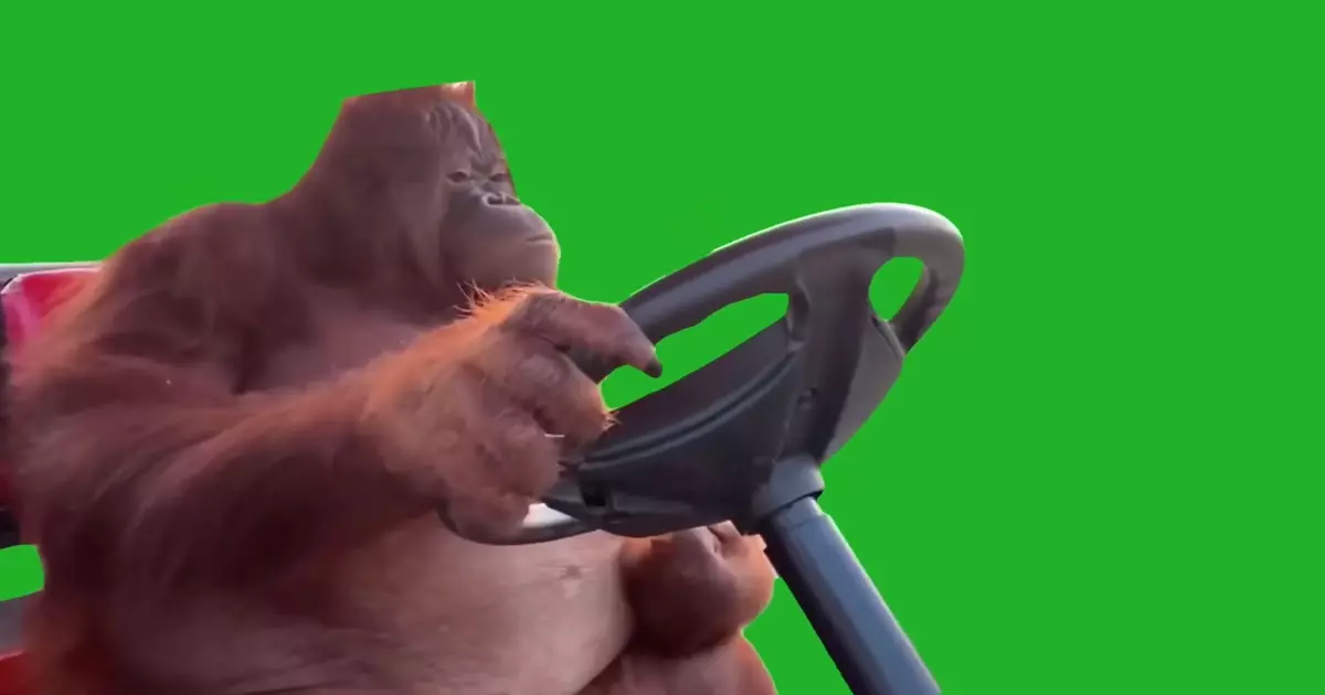 Monkey Driving Golf Cart Green Screen Meme Download Video
