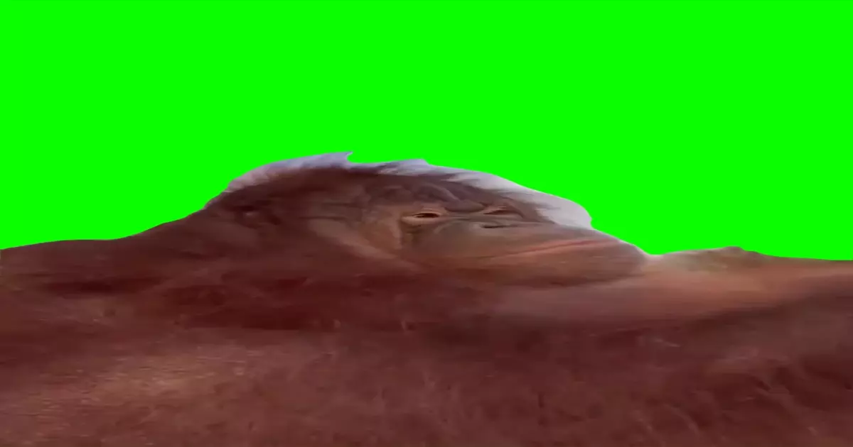 Monkey Driving Green Screen Meme Download Video