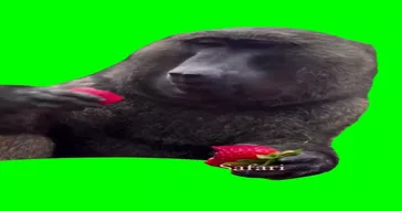 Hamster Eating Green Screen Meme Download | Video & Audio Meme Video
