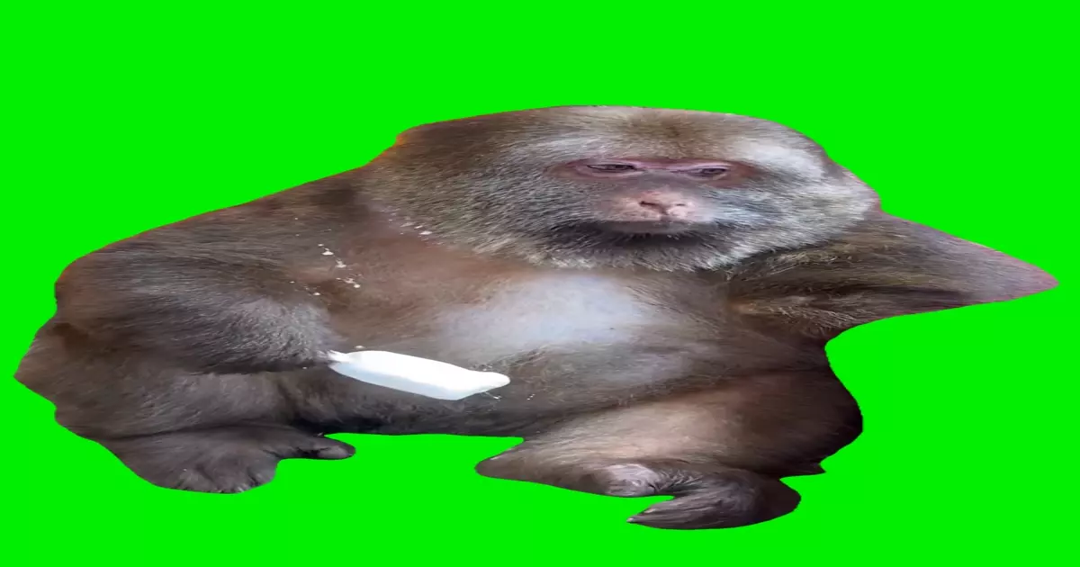 Monkey Eating Ice Cream Green Screen Meme Download Video