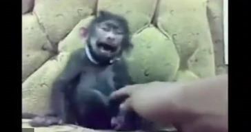 Monkey Funny Laughing