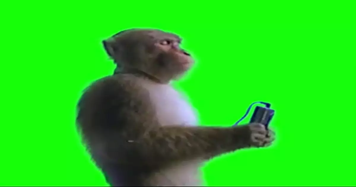 Monkey Listening To Music Green Screen Meme Download Video