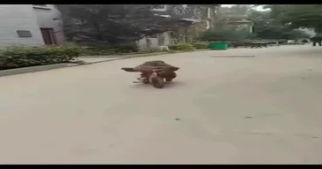 Kitten Riding A Bike Cat Meme Download | Video & Audio Meme Video