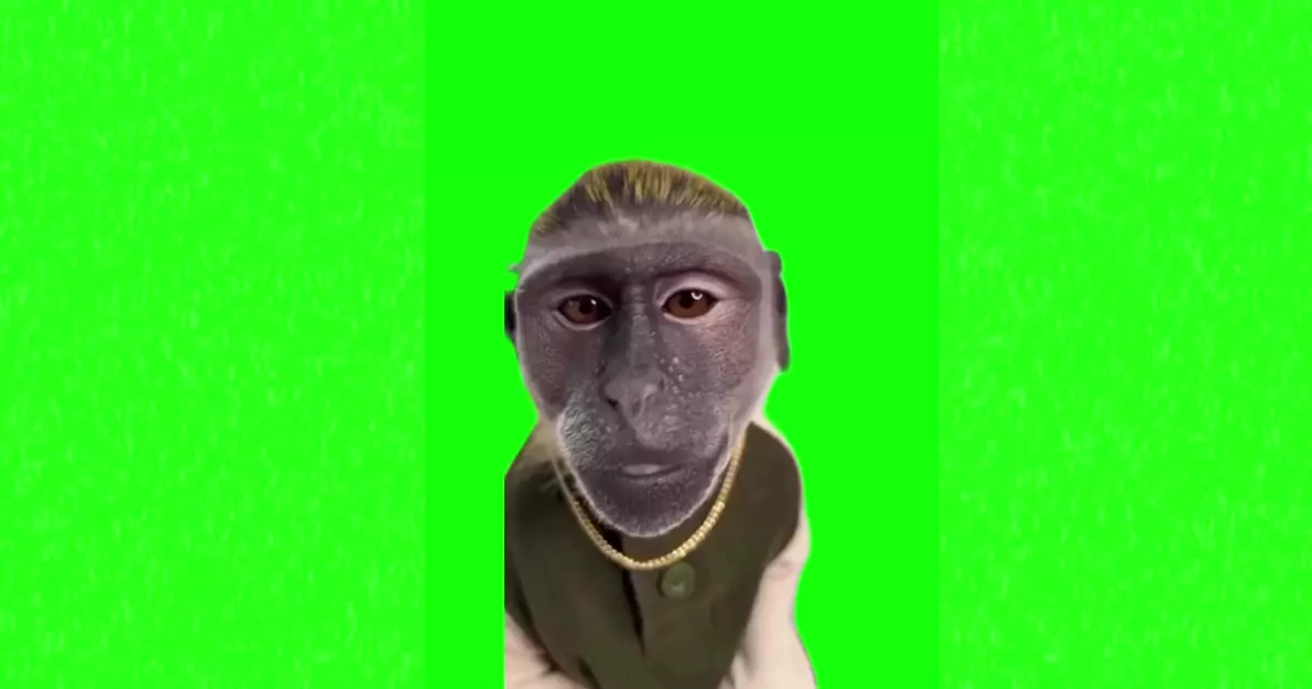 Monkey With Drip Meme Download Video