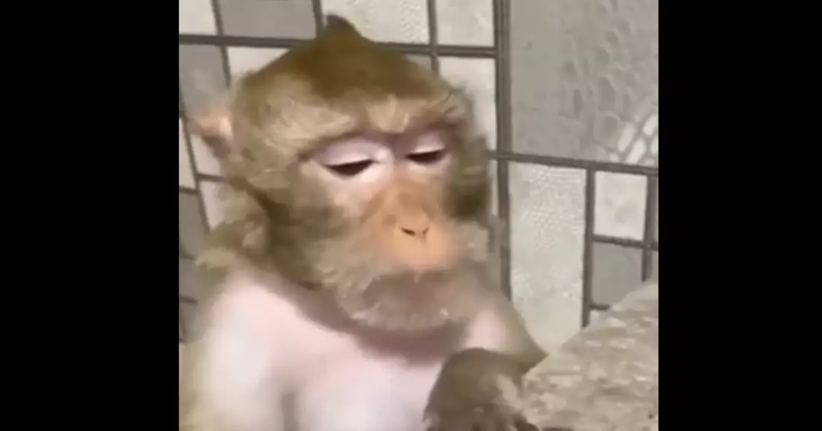 Monkey With Glasses Meme Download Video