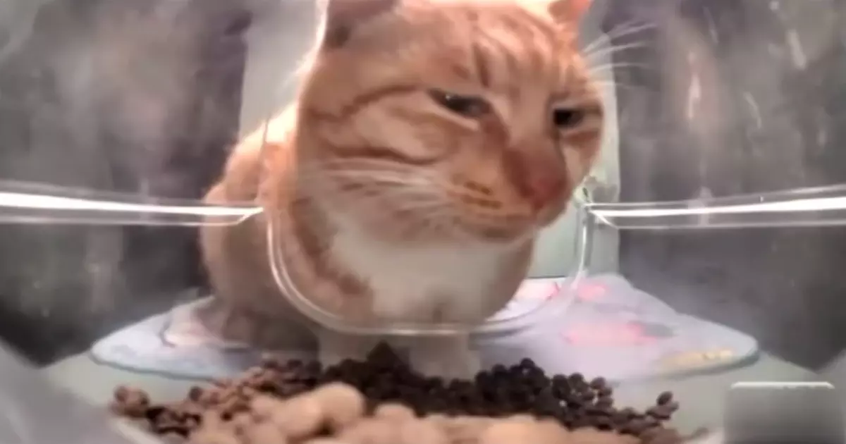 Mr Fresh Cat Meme Download Video