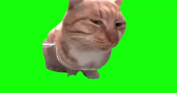 Mr Fresh Cat Side Eye Green Screen Meme Video