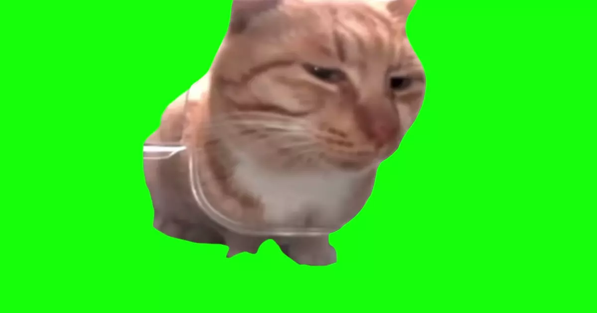 Mr Fresh Cat Side Eye Meme Download Video
