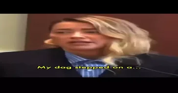 My Dog Stepped On A Bee Meme Video