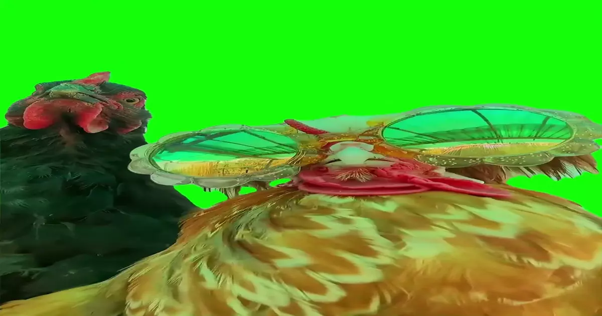 Nasty Girl Chickens Green Screen Meme Download Video