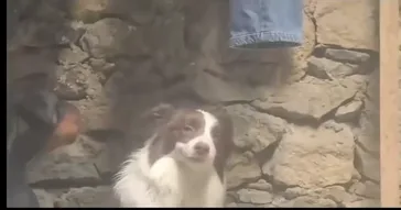 Excited Dog Meme Download | Video & Audio Meme Video