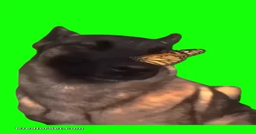 No Enemies Butterfly Dog Green Screen Meme Video
