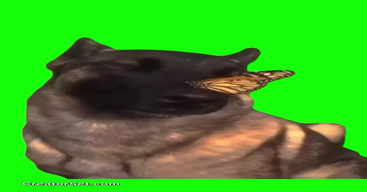 No Enemies Butterfly Dog Green Screen Meme Download Video