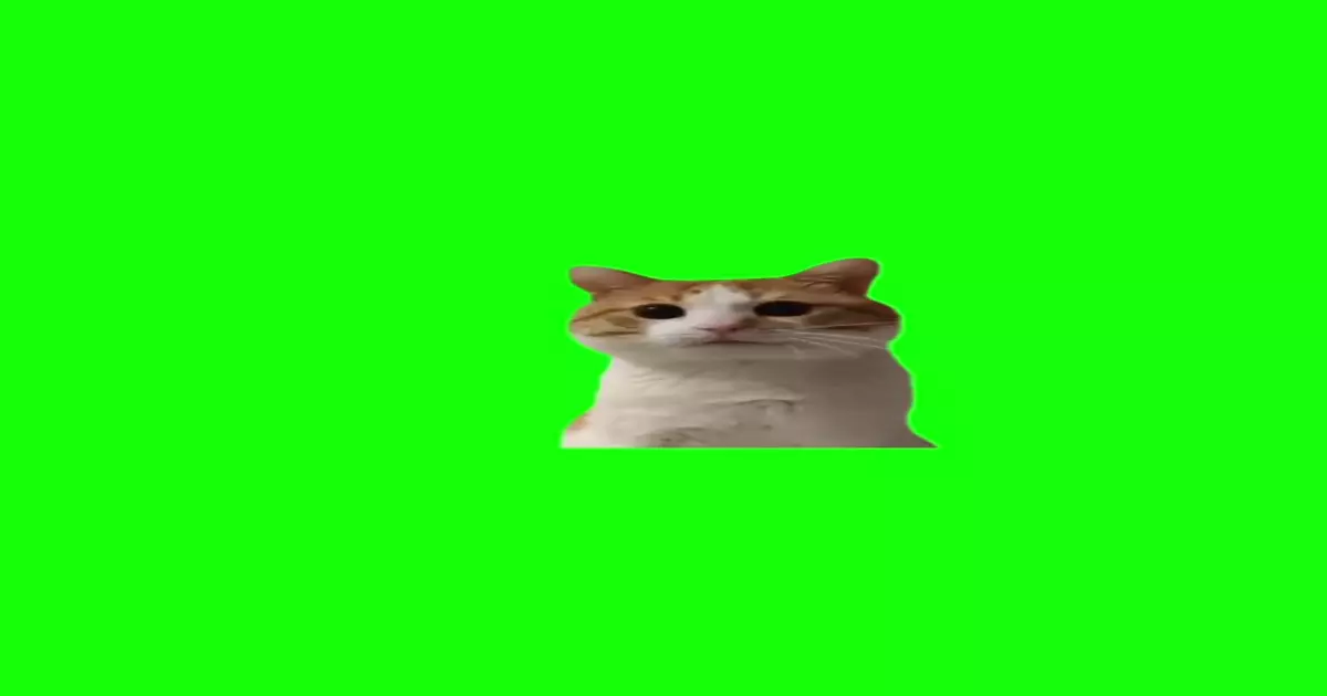 Noddin Kitten Meme Download Video
