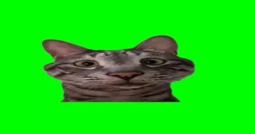 Nosy Cat Meme Video
