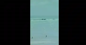 One In The Center Penguin Meme One In The Center Penguin Meme Video