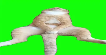 Sleepy Cat Green Screen Meme Download | Video & Audio Meme Video