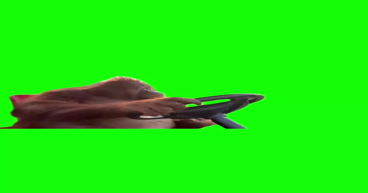 Orangutan Driving Meme Download Video