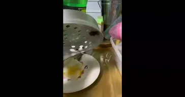 Hum Gareeb Hain Gaddar Nahi Binod Funny Meme Download Video