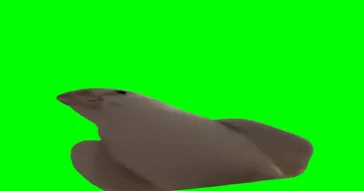 Parot Iphone Alarm Meme Video