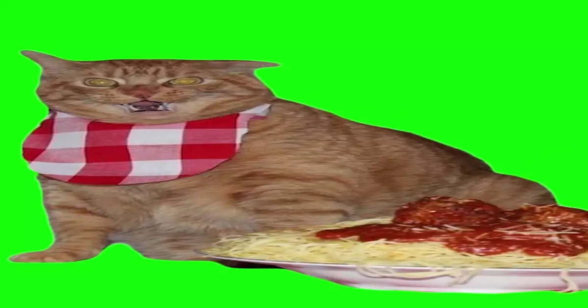 Pastacat48 Green Screen Meme Download Video