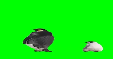 Sad Penguin Green Screen Meme Download | Video & Audio Meme Video