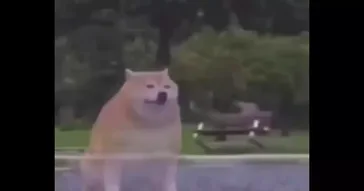 Sad Animals Meme Download | Video & Audio Meme Video