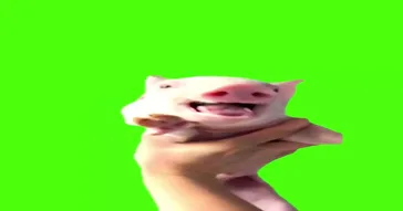 Cute Little Piggy Green Screen Meme Download | Video & Audio Meme Video