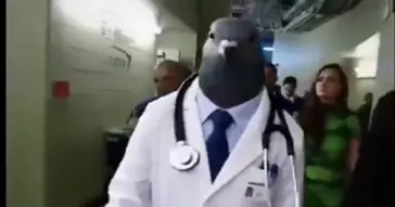 Pigeon Doctor Walking Meme Pigeon Doctor Walking Meme Video